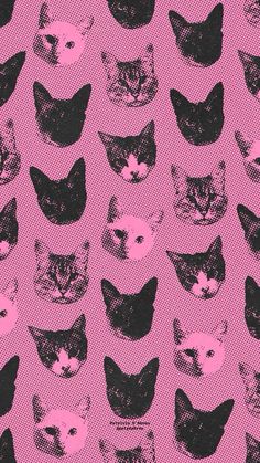 Silly Animal Wallpaper, Maxamilist Wallpaper, Animal Lockscreen, Cat Pink Wallpaper, Wacky Wallpaper, Black Cat Background, Pink Cat Wallpaper, Aesthetic Wallpaper Cats, Tumblr Aesthetic Wallpaper