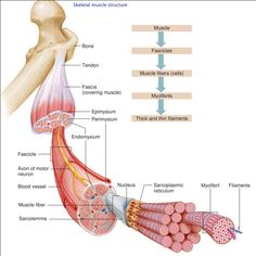 the muscles are labeled in this diagram