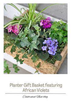 the planter gift basket features african violets and other plants in it, along with greenery