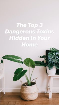 two plants are sitting on the floor next to each other in front of a white wall