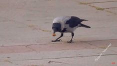 a black and white bird eating something on the ground