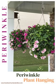 pink petunikle hanging from the side of a house with text overlay that reads periwinkle plant hanging