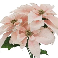 pink poinsettia flowers with green leaves in vase on white background, closeup