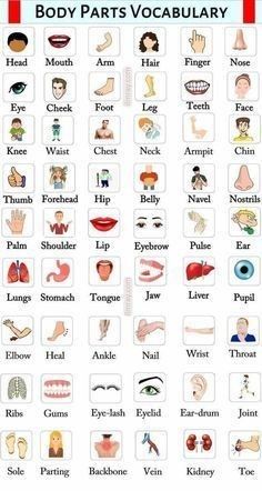 the body parts and their names in english