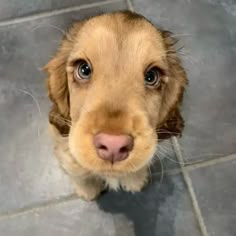 a small brown dog sitting on top of a tile floor