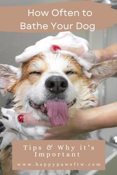 a dog being washed in the bathroom with soap on it's head