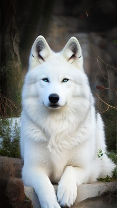 a large white dog sitting on top of a rock