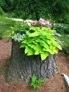 a tree stump with plants growing out of it