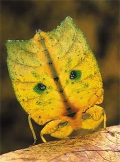 a yellow butterfly sitting on top of a leaf