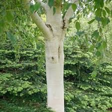 a white tree in the middle of a forest