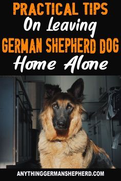 a german shepherd dog sitting on the ground with text overlay that reads practical tips on leaving german shepherd dog home alone