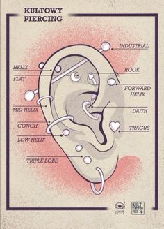 diagram of the anatomy of a kilttowy fierging ear and throat