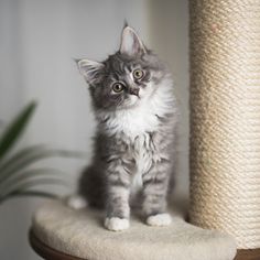 a small gray and white kitten sitting on top of a scratching post