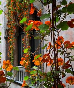 orange flowers growing on the side of a building