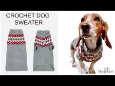 a dog wearing a sweater and mittens with the words crochet dog sweater