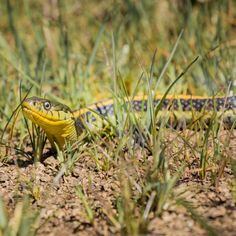 a yellow and black snake is in the grass