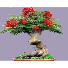 Bonsai Flamboyant Flame Tree Seeds to Grow | 20 Seeds | Delonix regia, Prized Flowering Tropical Bonsai Tree Seeds - Walmart.com Cherry Blossom Bonsai Tree, Flowering Bonsai Tree, Delonix Regia, Albizia Julibrissin, Royal Poinciana, Flame Tree, Bonsai Seeds, Succulent Seeds, Bonsai Flower