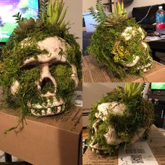 the skull is covered in moss and has been placed on top of a cardboard box