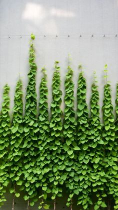 green plants growing on the side of a building