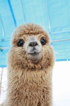 a close up of a llama looking at the camera with an umbrella in the background