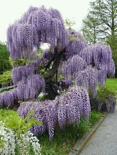 purple flowers blooming on the branches of a large tree in a park setting with paved walkway