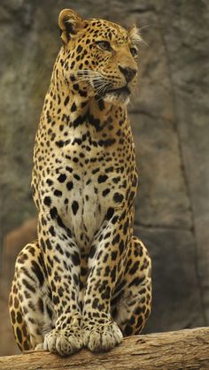 a large leopard sitting on top of a tree branch in front of a rock wall