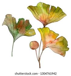 three watercolor leaves on a white background, one with green and yellow colors stock photo