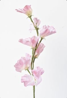 pink flowers in a vase on a white background