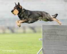 a dog jumping into the air to catch a frisbee