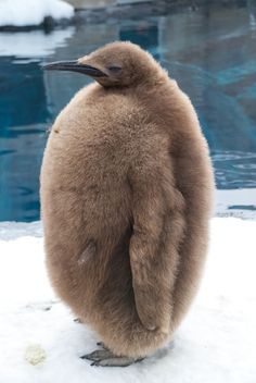 a brown penguin standing on top of snow covered ground