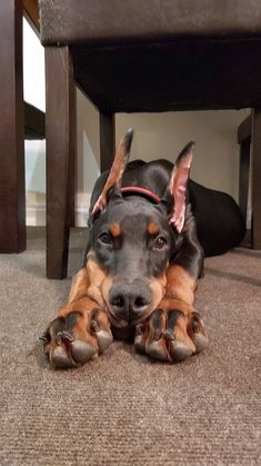 a black and brown dog laying on top of a carpeted floor next to a wooden table