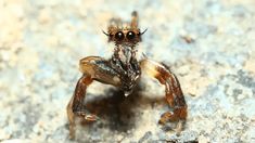 a close up of a jumping spider on a rock