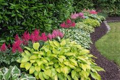 a garden filled with lots of green and purple flowers next to a lush green hedge