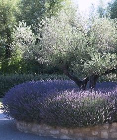 an olive tree in the middle of a lavender garden