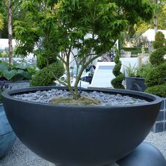 a bonsai tree in a large black pot