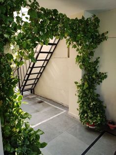 an indoor area with stairs and plants growing on the wall