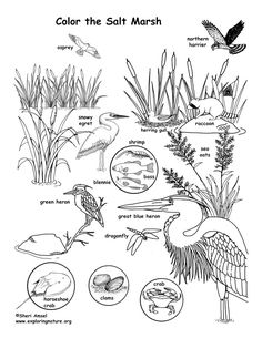 coloring pages with different types of plants and animals