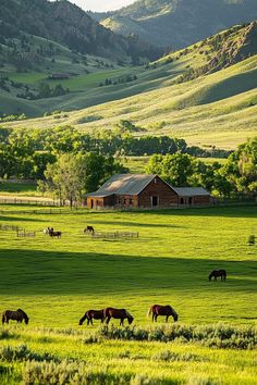 horses graze in a green pasture with mountains in the background and a barn on the other side