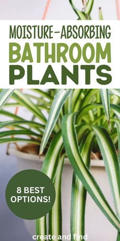 Bathroom plants that absorb moisture. Inside House Plants, Bathroom Plants Decor, Best Bathroom Plants, Air Purifying House Plants