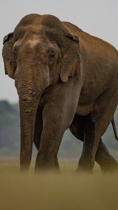 an elephant walking across a grass covered field