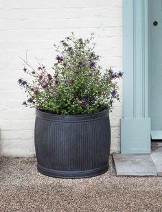 a large potted plant sitting on the ground next to a blue door with flowers growing out of it