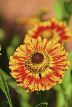 two yellow and red flowers with green stems