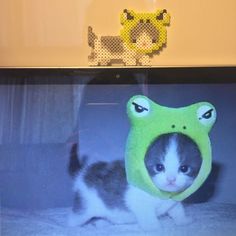 a cat is wearing a frog hat on top of a computer screen with a stuffed animal behind it