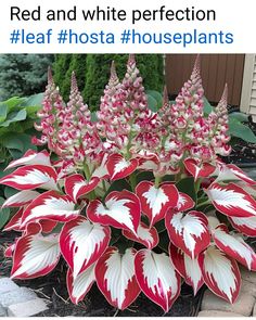 some red and white flowers are in the ground