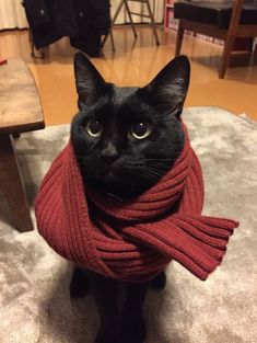 a black cat is wearing a red scarf