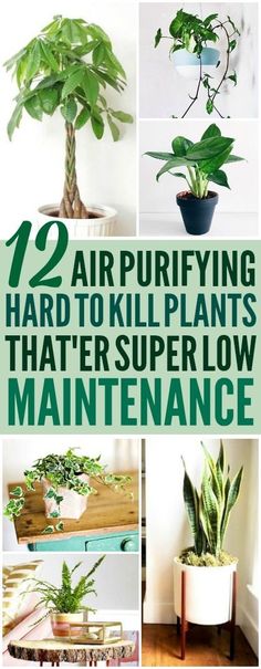 some houseplants that are green and have the words 12 air purifying hard to kill plants that's super low maintenance