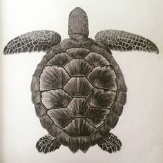 a drawing of a sea turtle in black and white