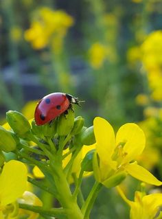 a ladybug sitting on top of a green plant with yellow flowers in the background