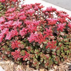 some red flowers are growing in the dirt