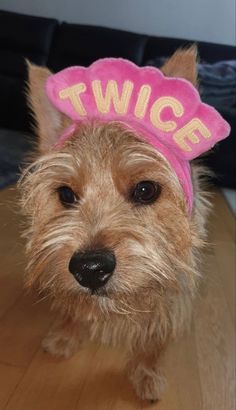 a small brown dog wearing a pink twice hat on top of a wooden table